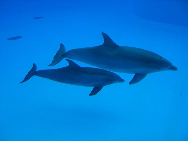 Dolphin Found Shot Dead On Louisiana Beach With ‘Multiple Bullets’