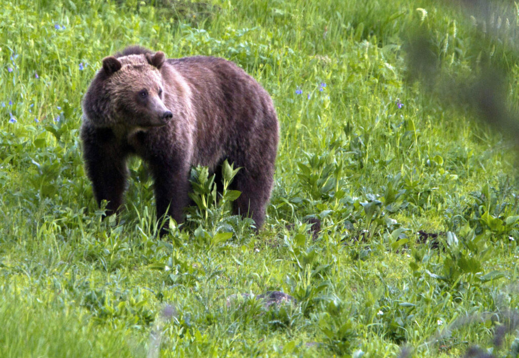 U.S. Grizzly Bears To Be Restored To Washington’s North Cascades
