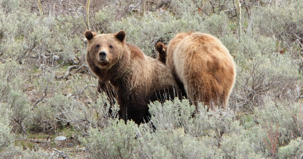 Wildlife Officials Set Plan to Return Grizzly Bears to Washington State