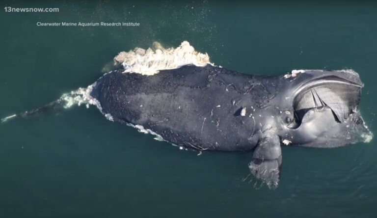 Virginia Offshore Wind Project Sued to Save North Atlantic Right Whales
