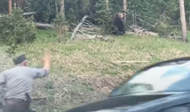 Video: Yellowstone Park Ranger Faces Off With Grizzly That Mauled Hiker