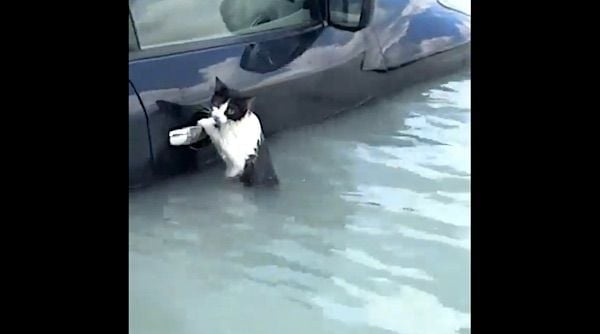 WATCH: Cat holds on for dear life before being scooped up by rescuers