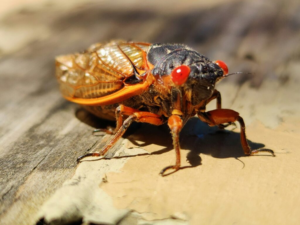 Cicadas Are So Noisy In A South Carolina County That Residents Are Calling The Police