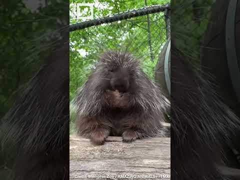 Adorable ASMR: Porcupine Chows Down on Snack at Memphis Zoo