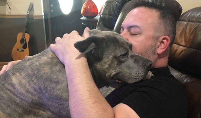 Man Rescued A Pair Of Pit Bulls From Shelter — Later, They Repaid Him