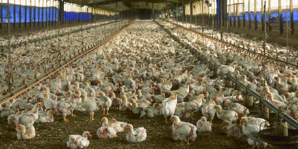 U.S. chicken supply hit with hatchery issues