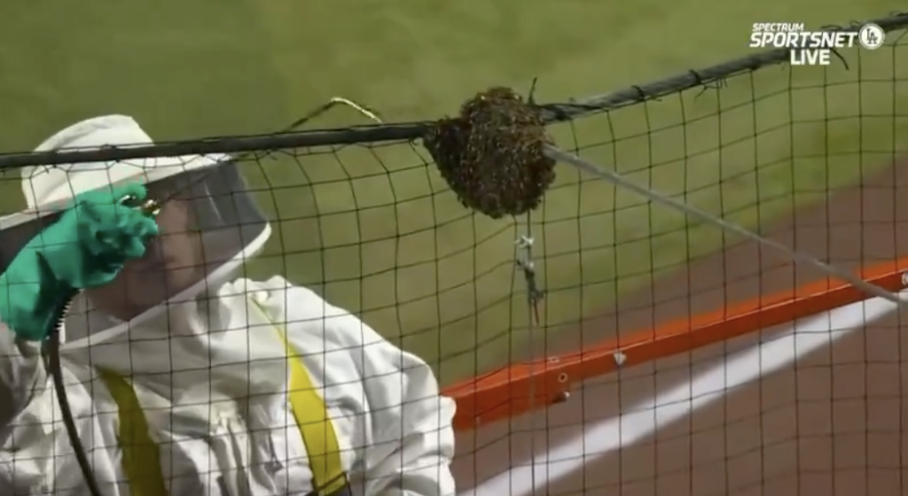 Must Watch: Beekeeper Cheered For Saving The Day At Dodgers-Diamondbacks Game