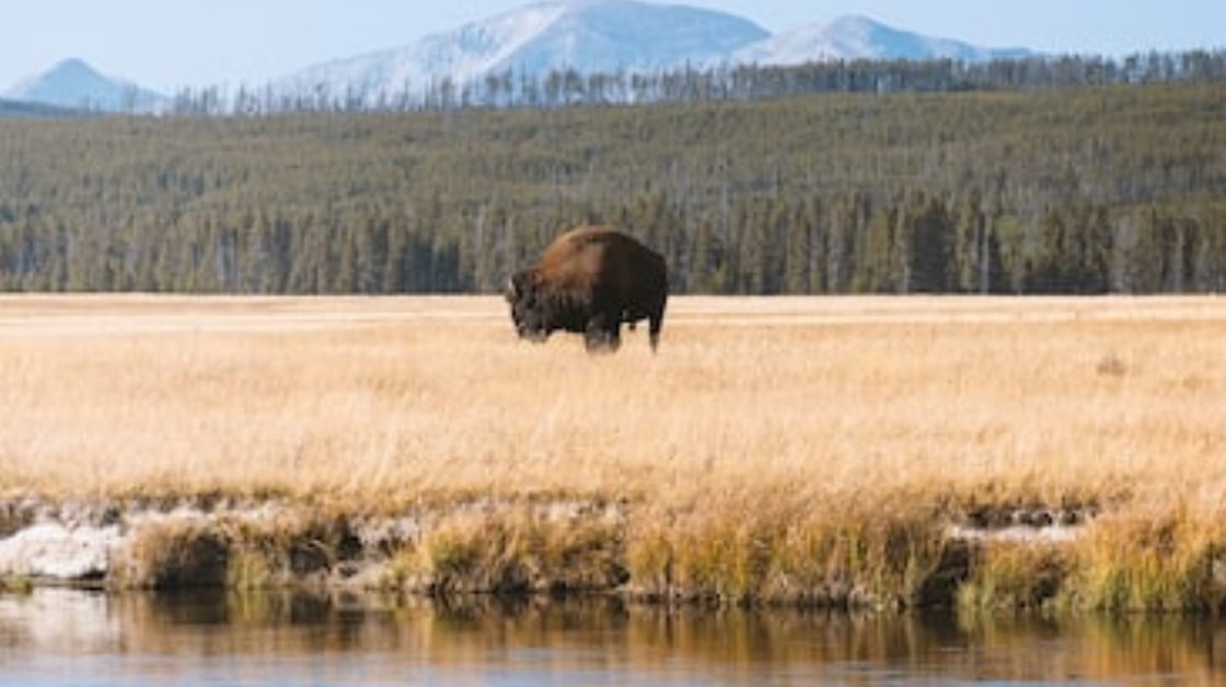 Man Charged After Allegedly Kicking Bison and Getting Injured at Yellowstone National Park