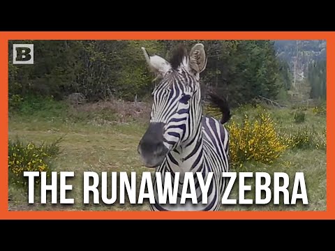 Meet “Sugar,” the Zebra Who Escaped His Trailer en Route to Montana