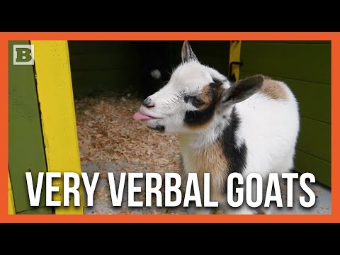 Hey, Listen! Adorable Kid Goats Make Their Presence Known at New Home in Point Defiance Zoo