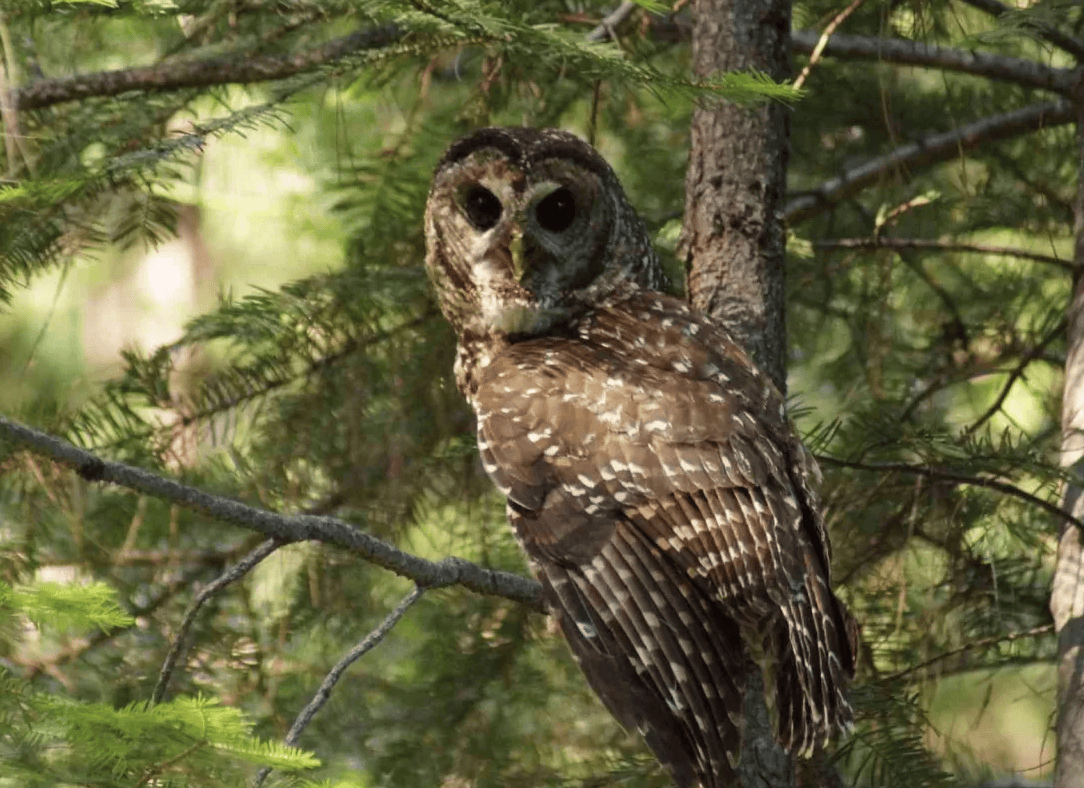 US To Send Hunters To KILL Half A Million Owls To Save Its Endangered Cousin