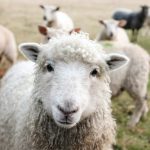 Brandon Entity Handlers Shorten Campaign Speeches Animal Farm-Style, Cite ‘Quality Over Quantity’