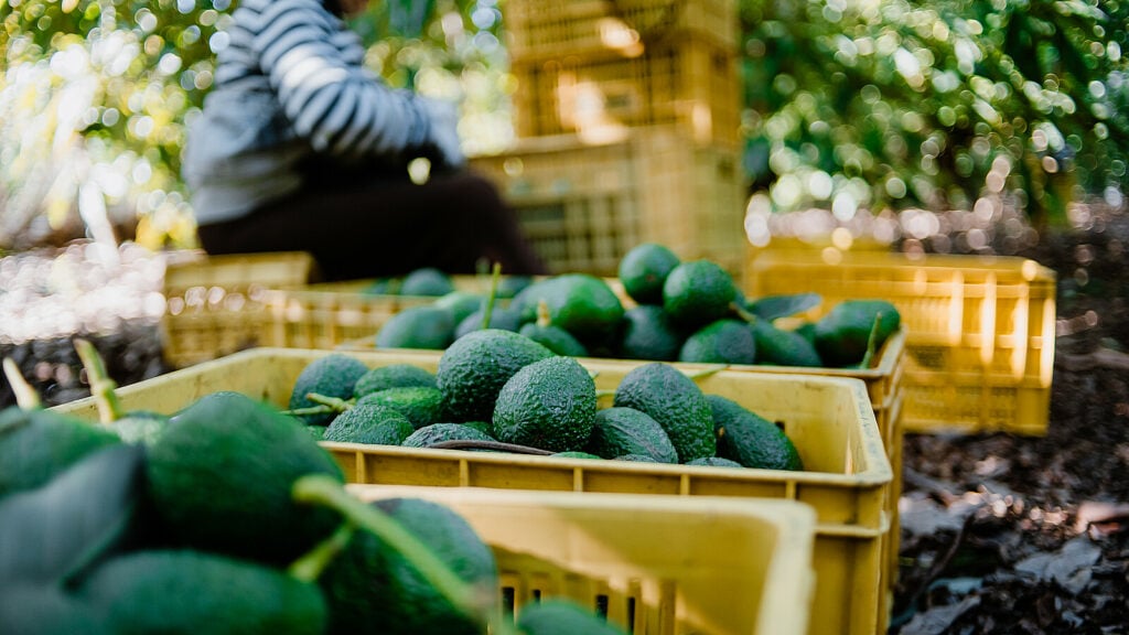U.S. Suspends Avocado Imports From Mexican State Due To Security Incident