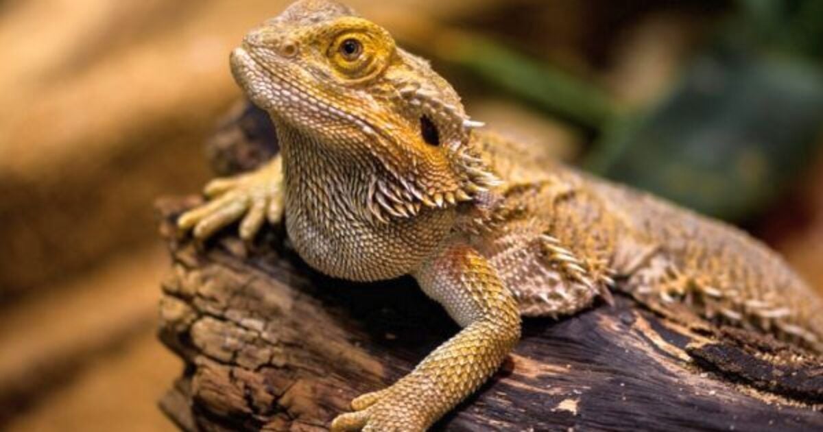 CDC says new Salmonella outbreak has been traced to bearded dragons
