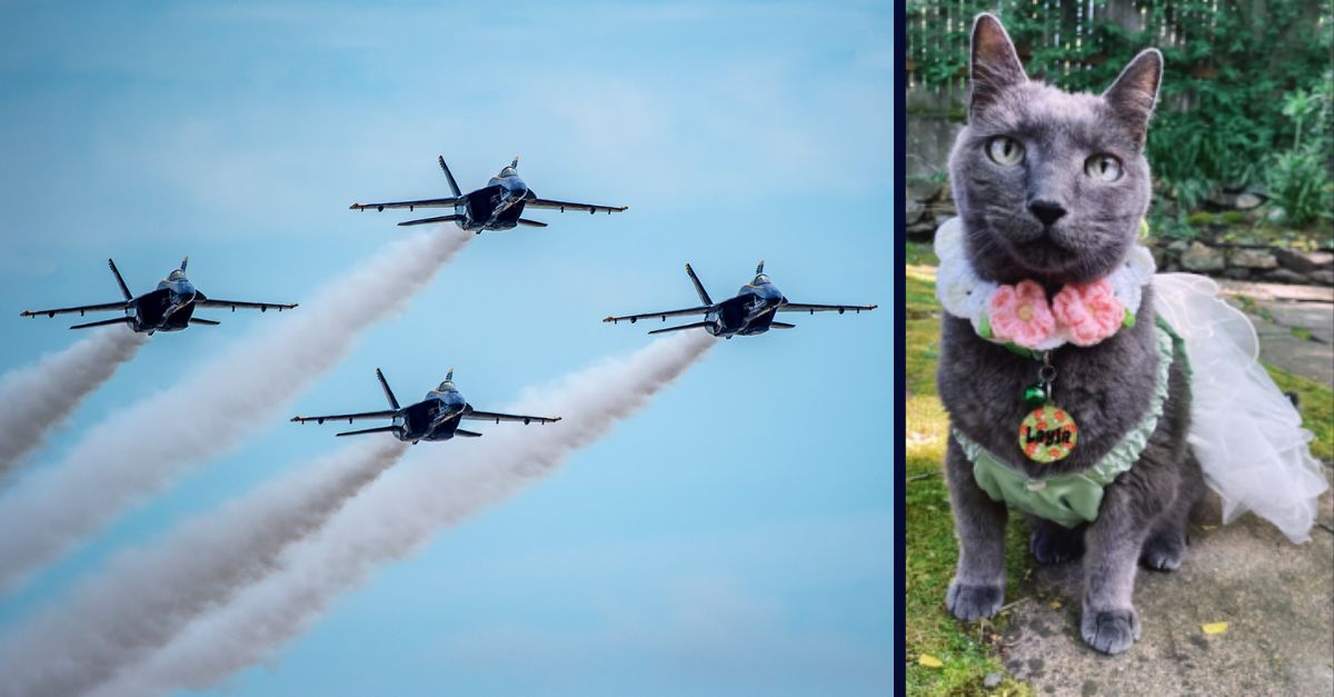 ‘Nobody gives a f— about your stupid little planes’: Woman’s First Amendment rights ‘silenced’ after roaring Blue Angels show contributed to frail cat’s death, lawsuit claims