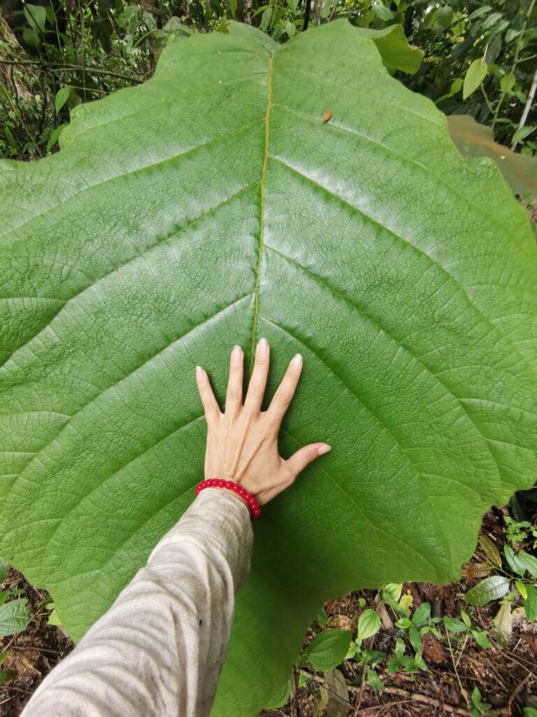 ‘Deep in the Amazon, children are watching TikTok videos’ — An Interview with Biologist Zsanett Hajdu