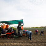 Union Says Farm Worker Died After Raid That Found Underage Illegal Immigrants
