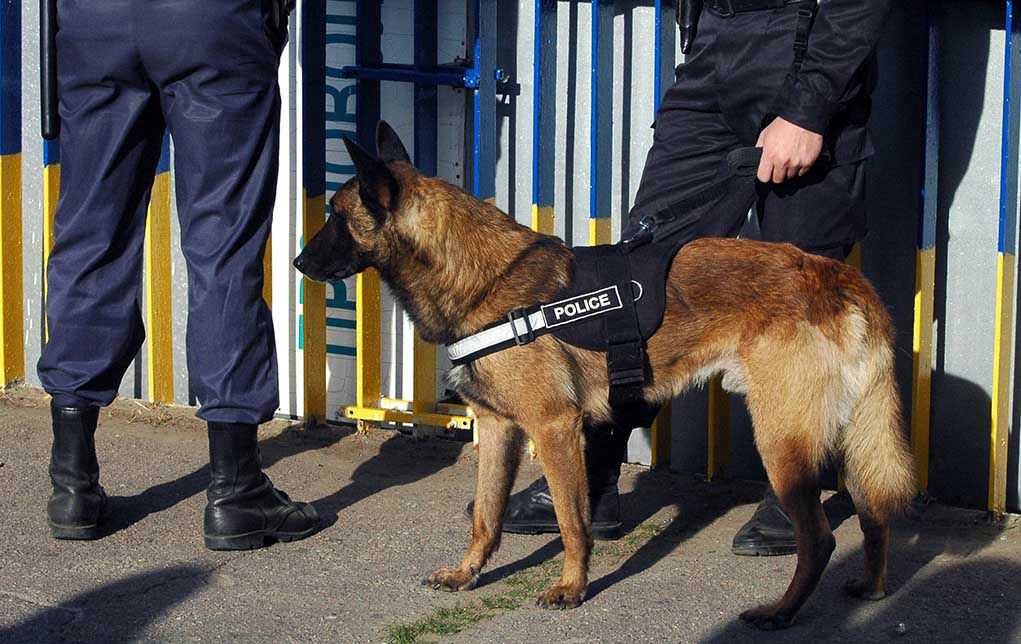 K9 Alert Unravels $12M Meth Run