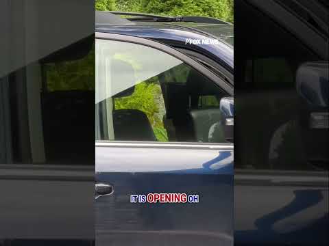 CLEVER BEAR: Black bear opens woman’s car doors in driveway #shorts #wildlife #bear #car #crazy #us
