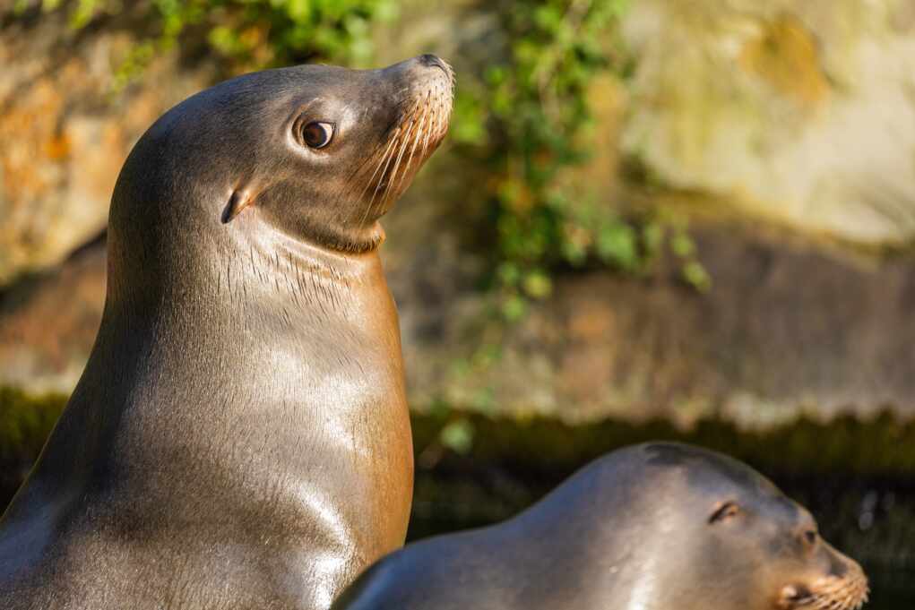 INTENSE Stand-Off: Sea Lions Force Beach Shutdown
